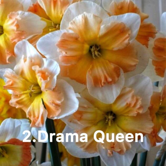 Нарцис 2. Drama Queen горщик ф10