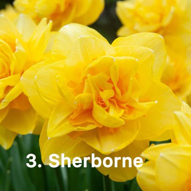 Нарцис 3. Sherborne горщик ф10