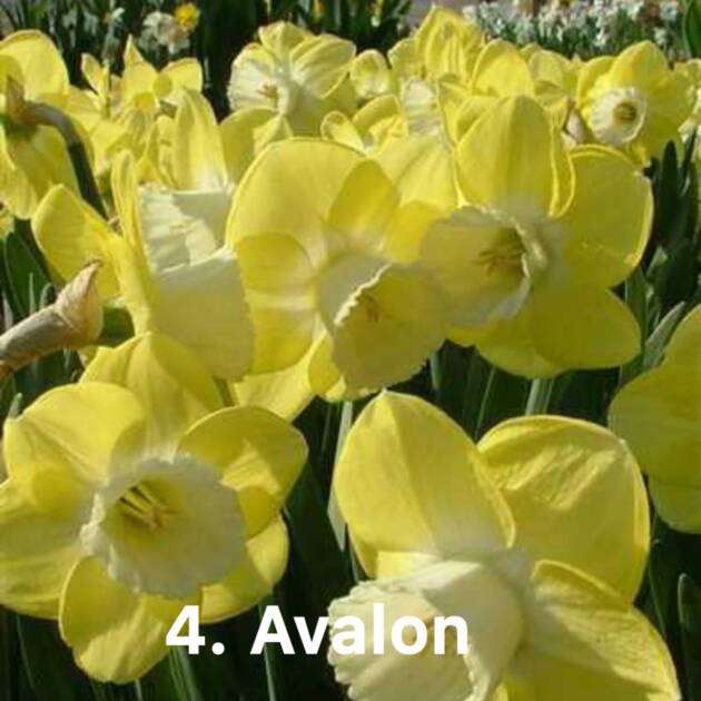 Нарцис 4. Avalon горщик ф10