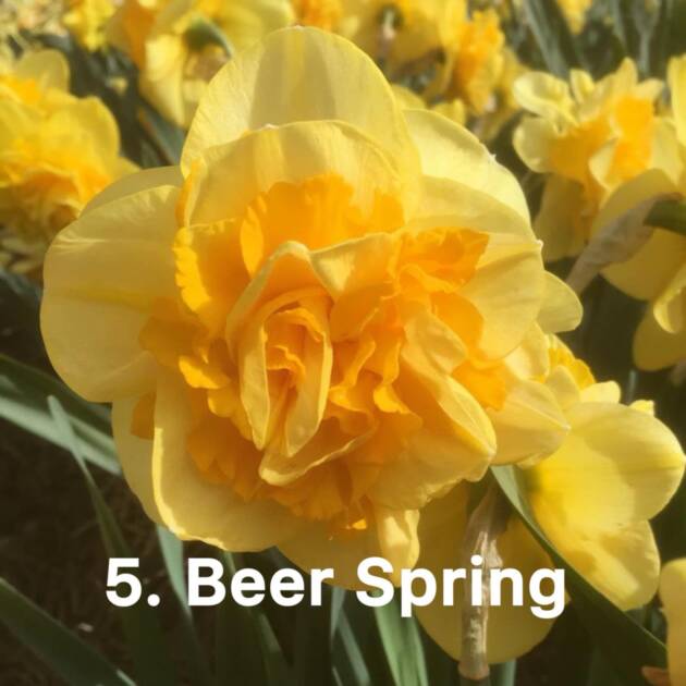 Нарцис 5. Beer Spring горщик ф10