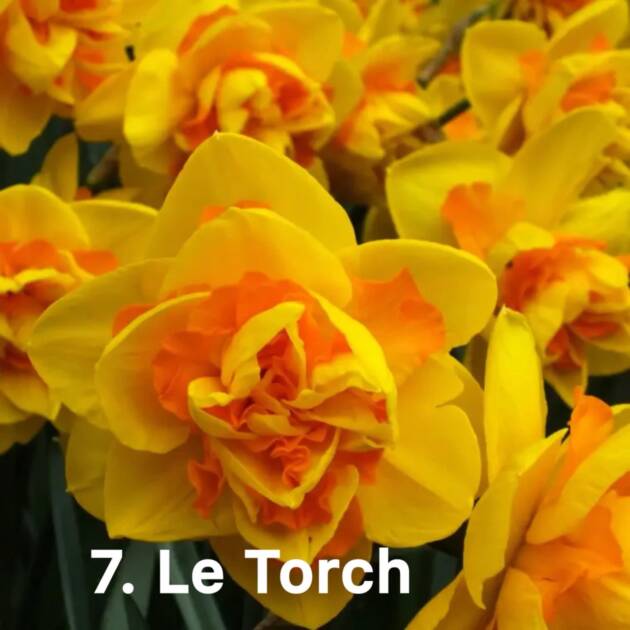 Нарцис 7. Le Torch горщик ф10