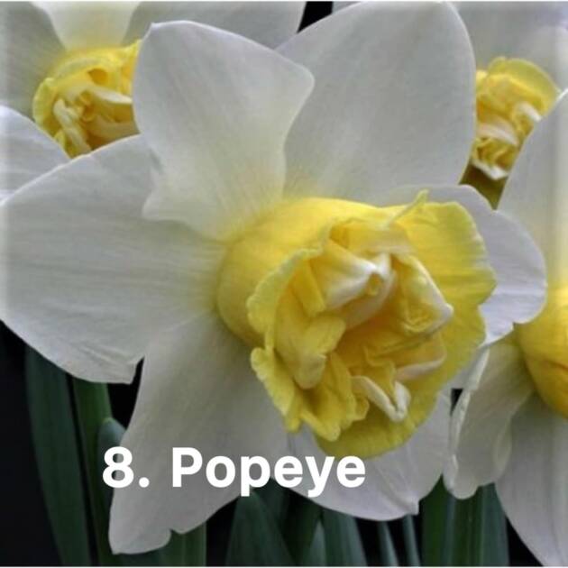 Нарцис 8. Popeye горщик ф10