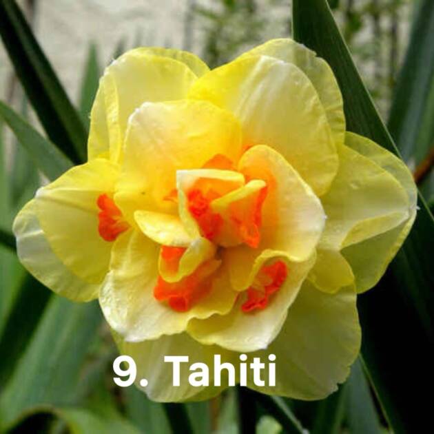 Нарцис 9. Tahiti горщик ф10