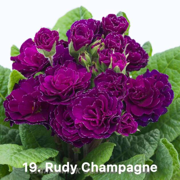 Примула Балерина 19. Rudy Champagne горщик ф12
