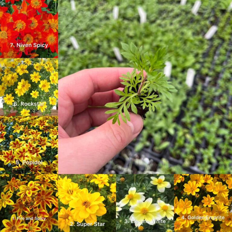 Біденс мікс кольори 5шт