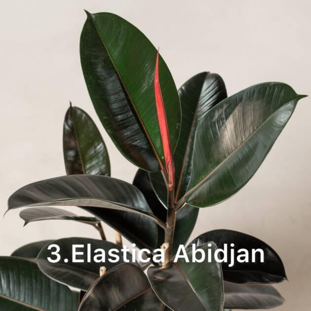 Фікус 3. Elastica Abidjan горщик ф12