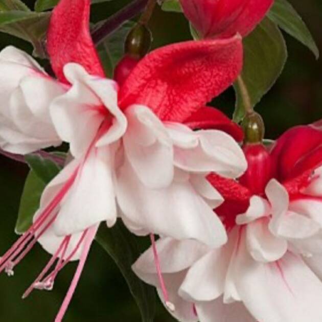 Фуксія 5. Swing Time