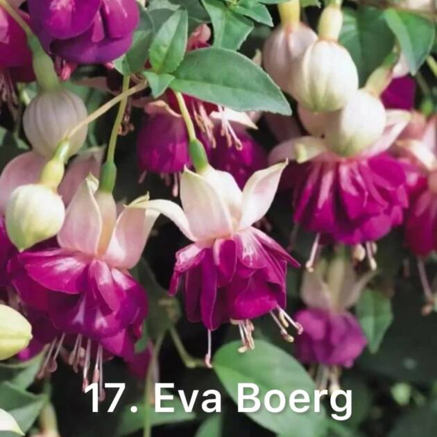 Фуксія 17. Eva Berg