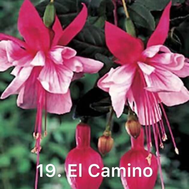 Фуксія 19. El Camino