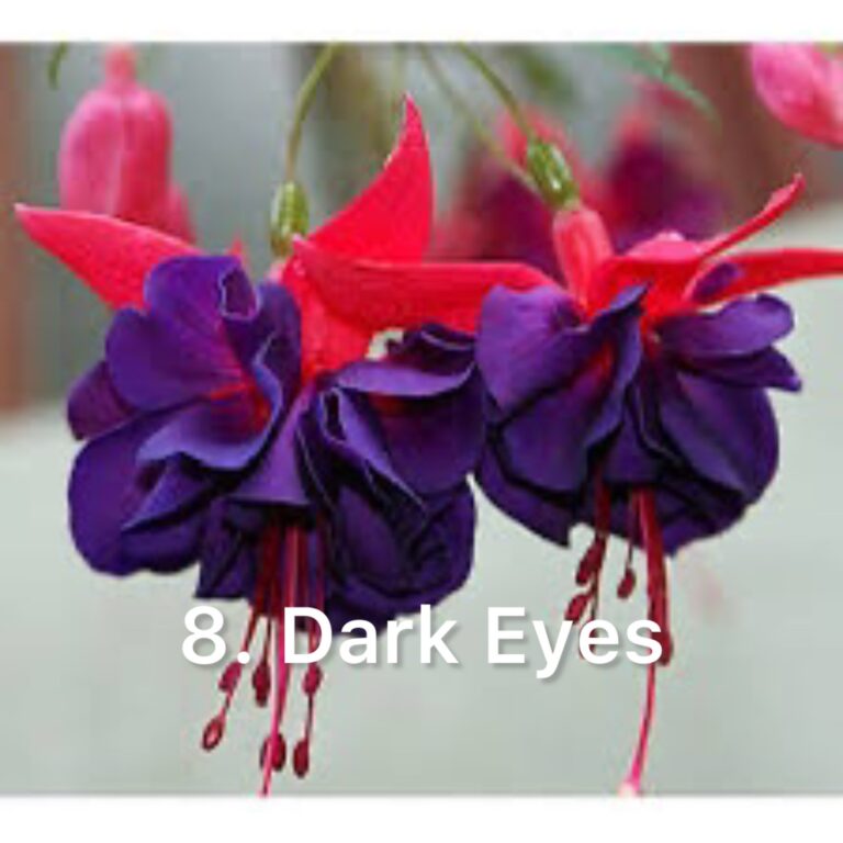 Фуксія 8. Dark Eyes
