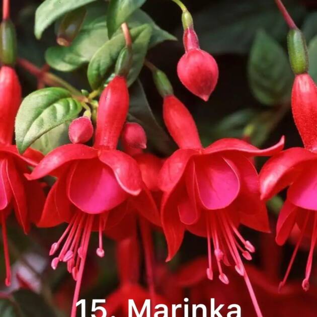 Фуксія 15. Marinka