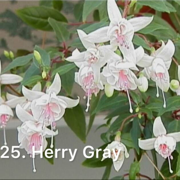 Фуксія 25. Herry Gray