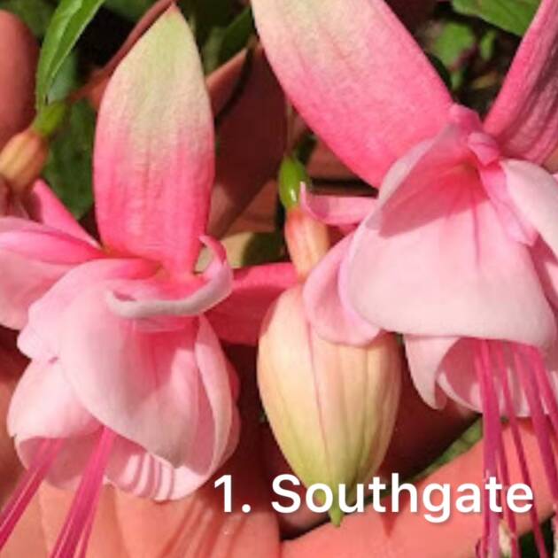 Фуксія 1. Soughtgate