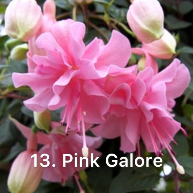 Фуксія 13. Pink Galore