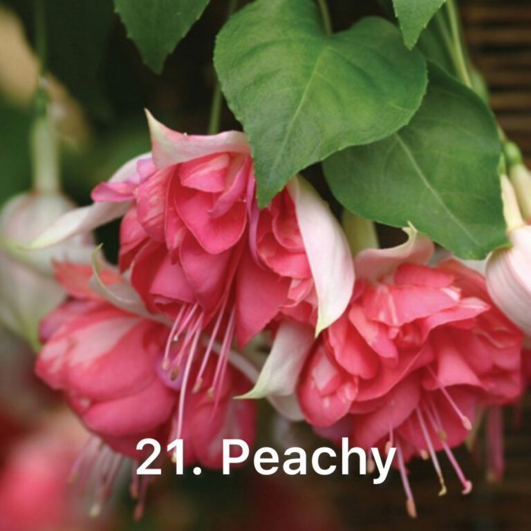 Фуксія 21. Peachy
