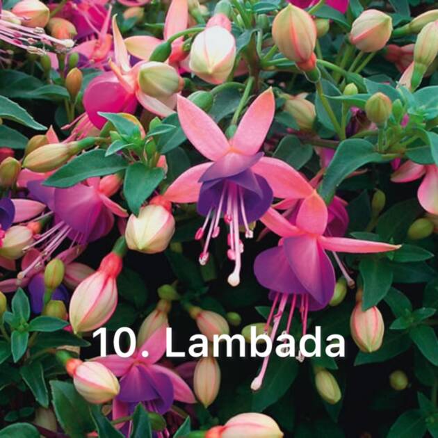 Фуксія 10. Lambada