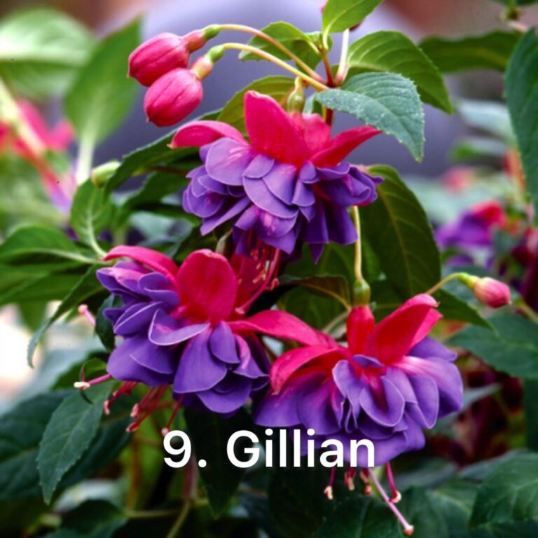 Фуксія 9. Gillian