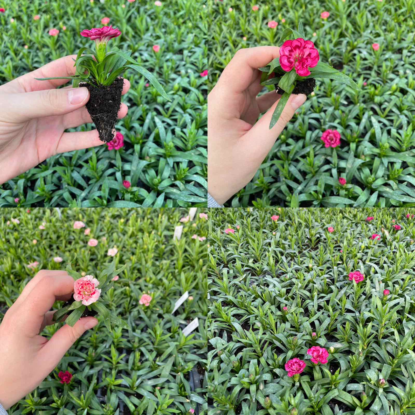 Гвоздика 10 різних сортів - Зображення 4