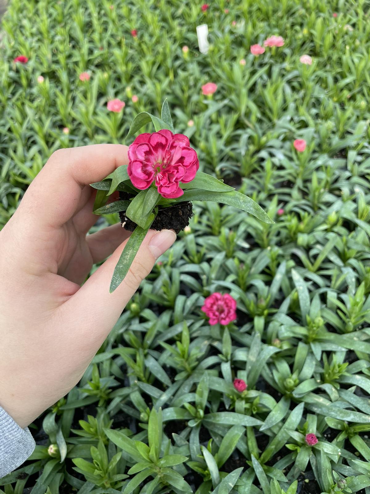 Гвоздика 10 різних сортів - Зображення 3