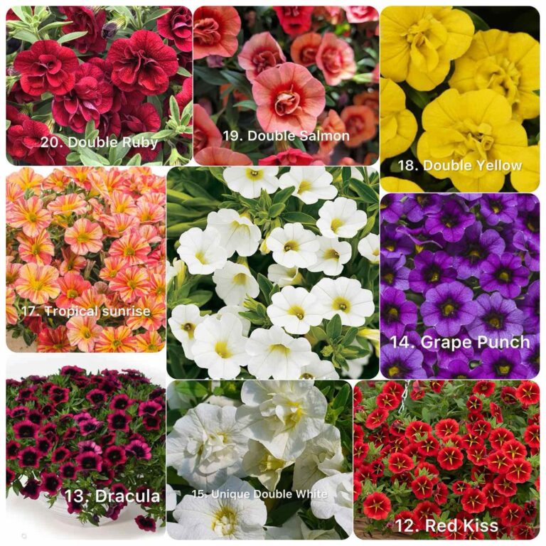 Калібрахоа 100шт (7-10 різних сортів)