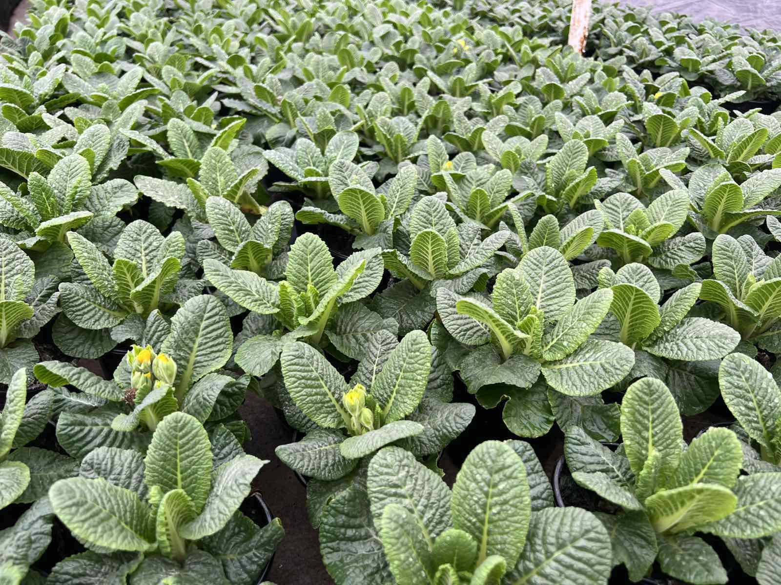 Примула Балерина 23. Carnival горщик ф12 - Зображення 5