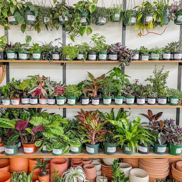 Рослини у горщику