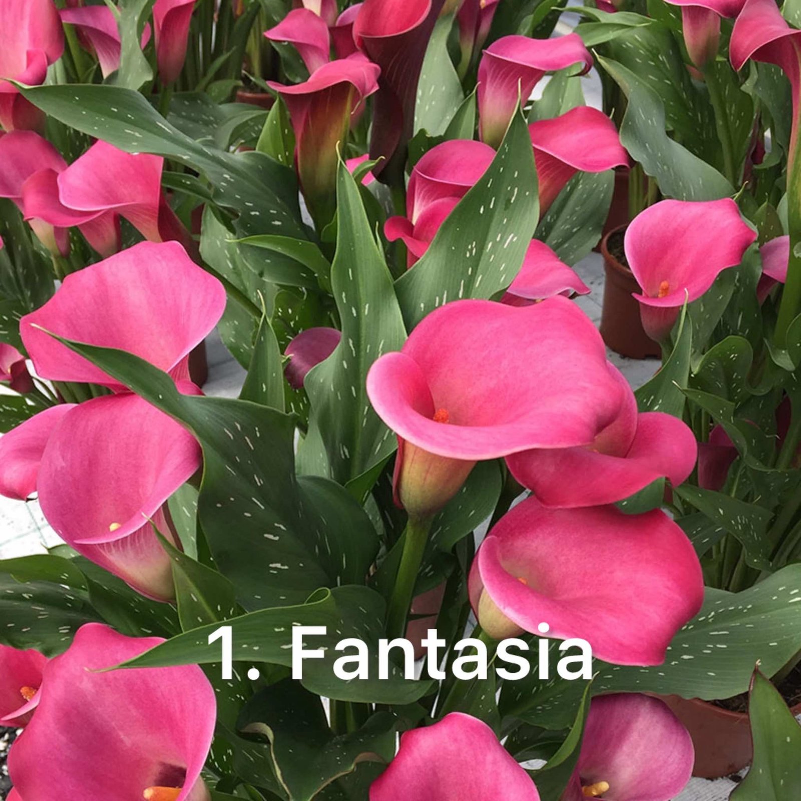 Кала 1. Fantasia (горщик 1,5л)