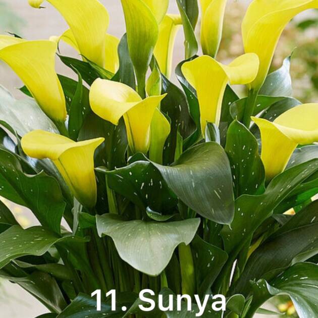 Сантадезія ( Кала ) Жовтого кольору цибулина