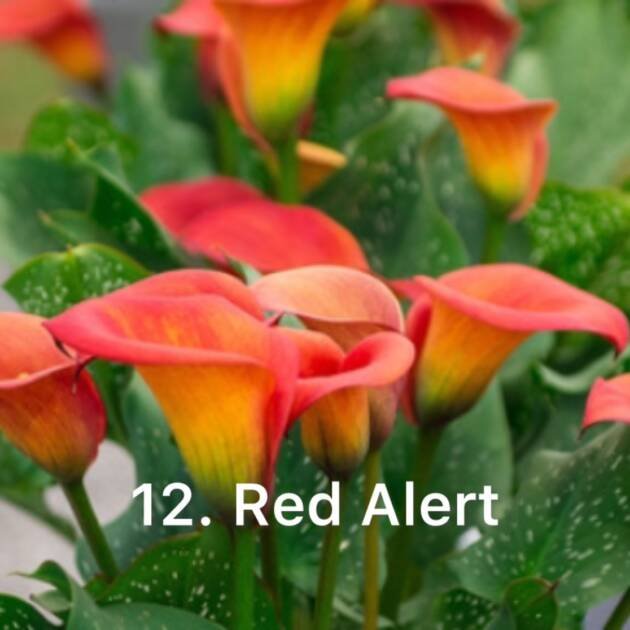 Кала 12. Red Alert (горщик 1,5л)