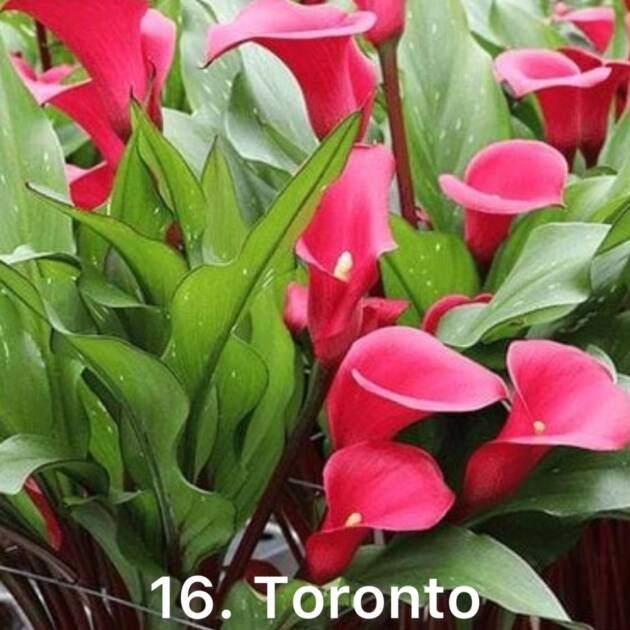 Кала 16. Toronto (горщик 1,5л)