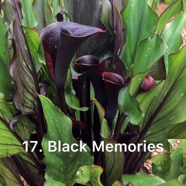 Кала 17. Black Memories (горщик 1,5л)