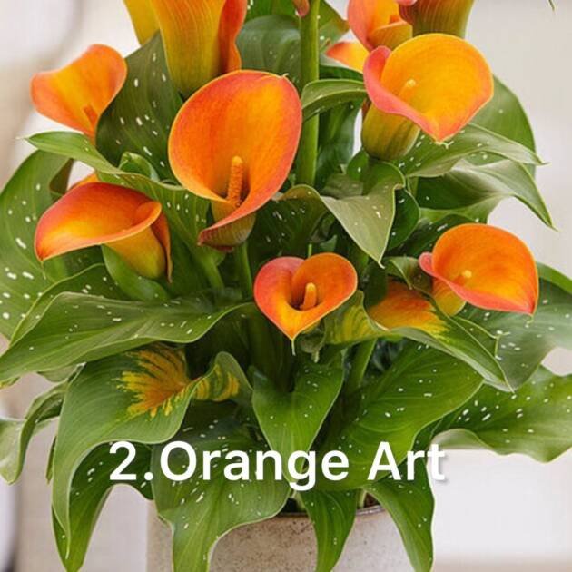 Кала 2. Orange Art (горщик 1,5л)