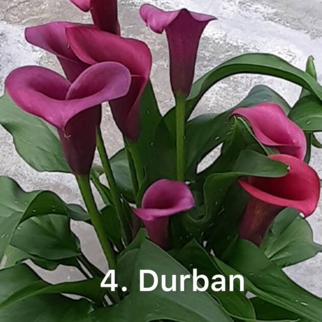 Кала 4. Durban (горщик 1,5л)