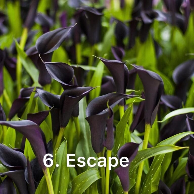 Кала 6. Escape (горщик 1,5л)