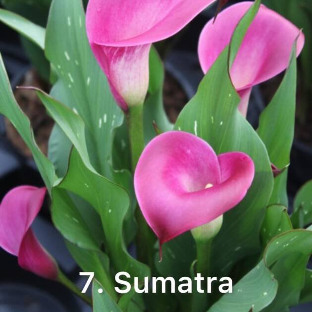 Кала 7. Sumatra (горщик 1,5л)