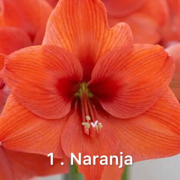 Амариліс 1. Naranja