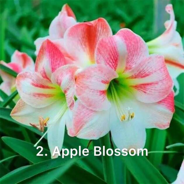 Амариліс 2. Apple Blossom