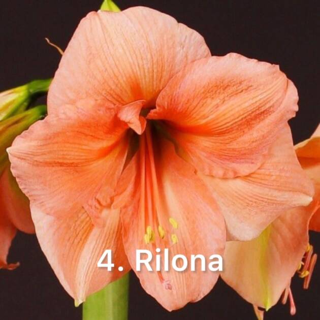 Амариліс 4. Rilona