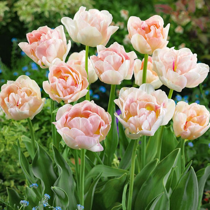 Цибулькові