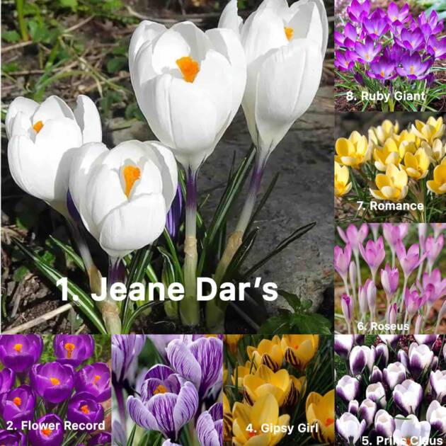 Крокуси 10 шт (1-3сорти)