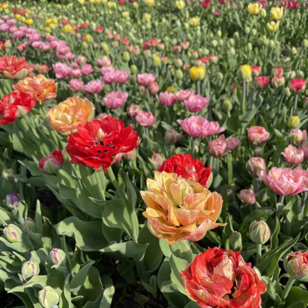 Тюльпани 10шт мікс кольори