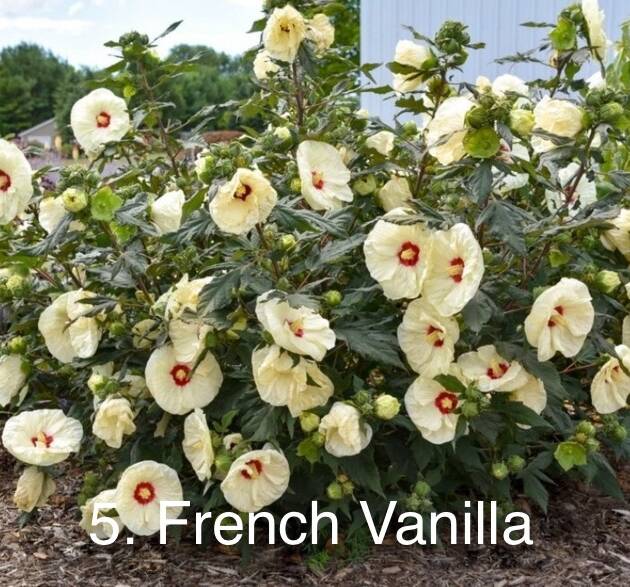 Гібіскус 5. French Vanilla горщик 1,5л