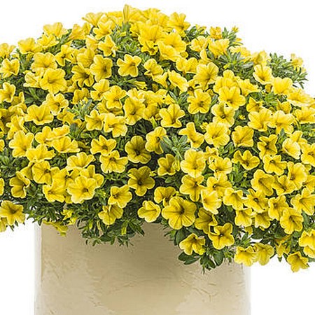 Калібрахоа