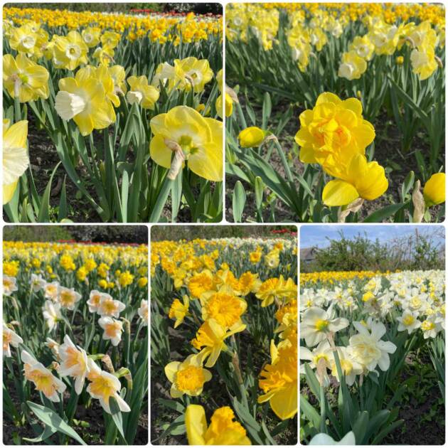 Нарциси 10 різних горщик ф10