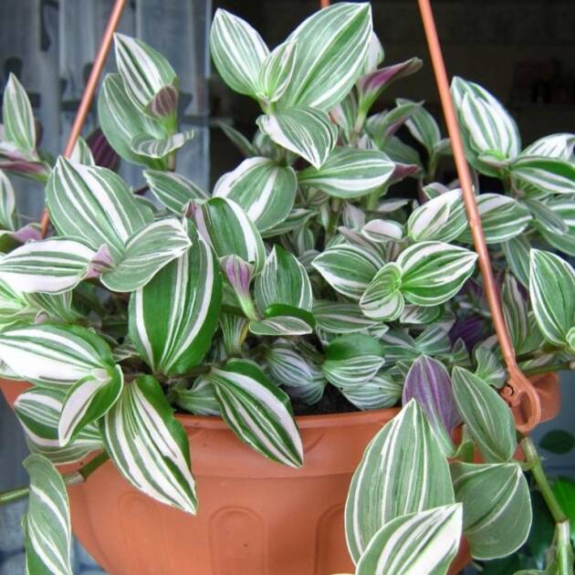 Традесканція