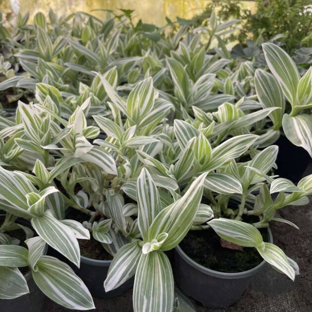 Традесканція 7.