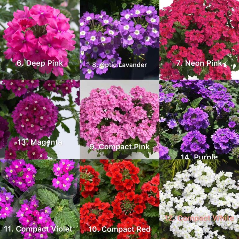 Вербена 10 шт (4-7різних)