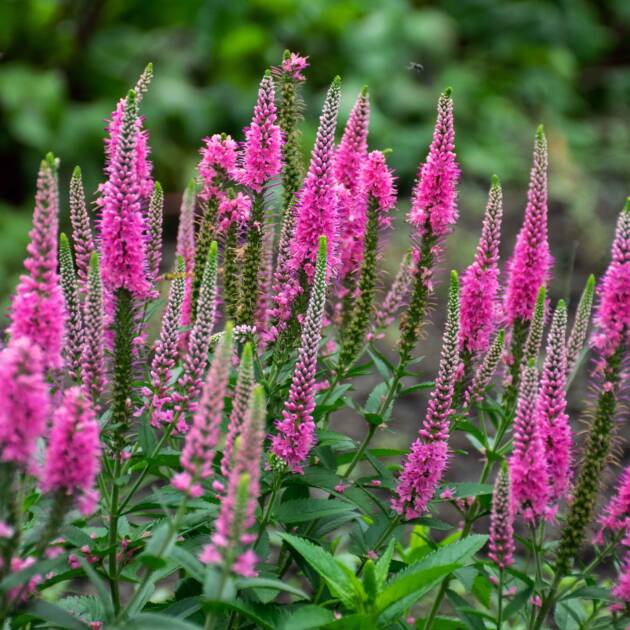 Вероніка малинова горщик ф10