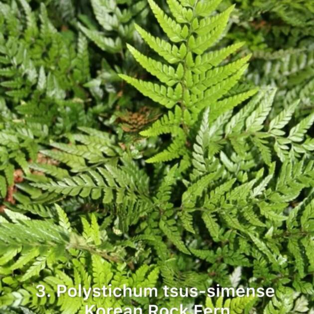 Папороть 3. Polystichum tsus-simense - Korean Rock Fern горщик ф12