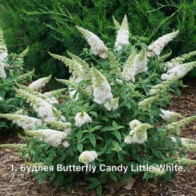 Будлея 1. Butterfly Candy Little White горщик ф12